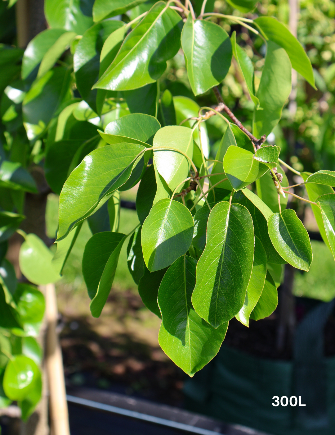 Pyrus betulaefolia x 'Edgedell' Edgewood - Evergreen Trees Direct