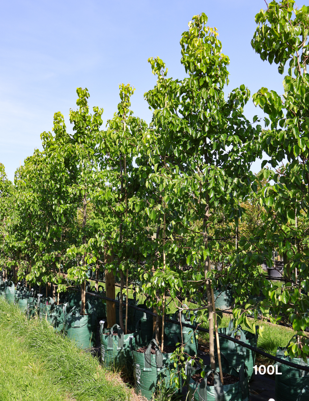 Pyrus betulaefolia x 'Edgedell' Edgewood - Evergreen Trees Direct