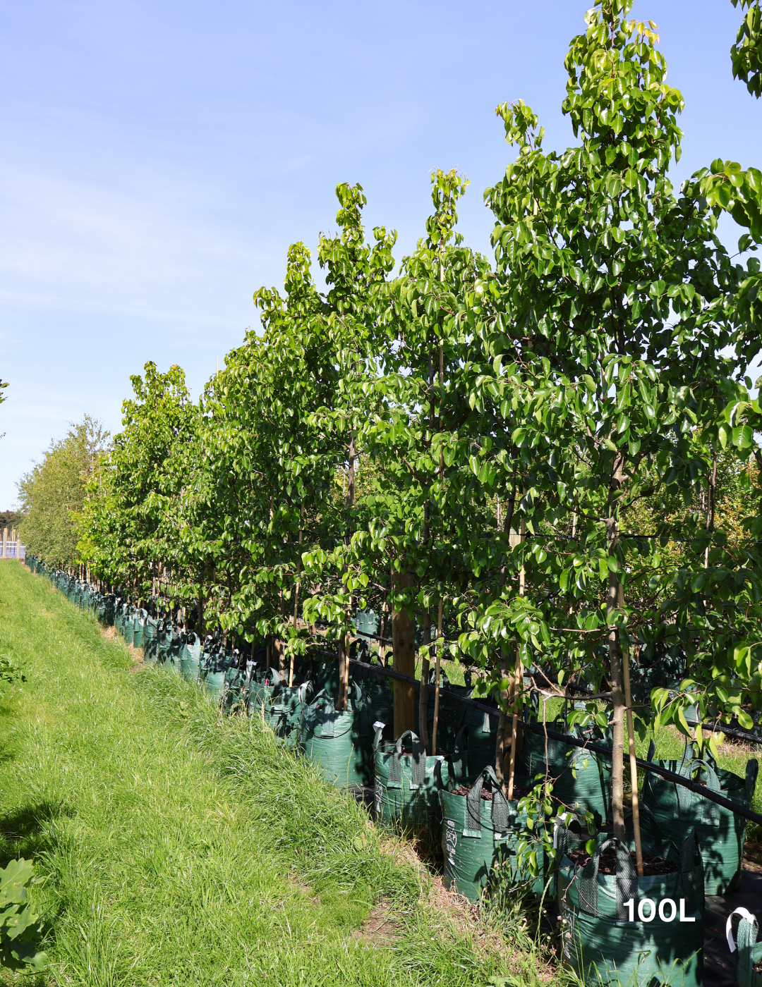 Pyrus betulaefolia x 'Edgedell' Edgewood - Evergreen Trees Direct