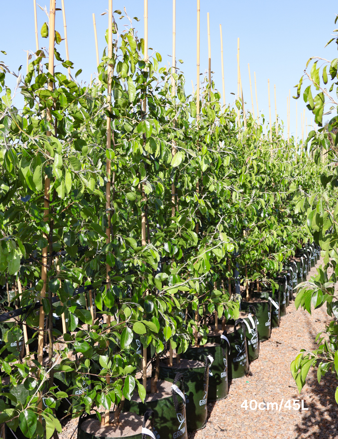 Pyrus betulaefolia x 'Edgedell' Edgewood - Evergreen Trees Direct