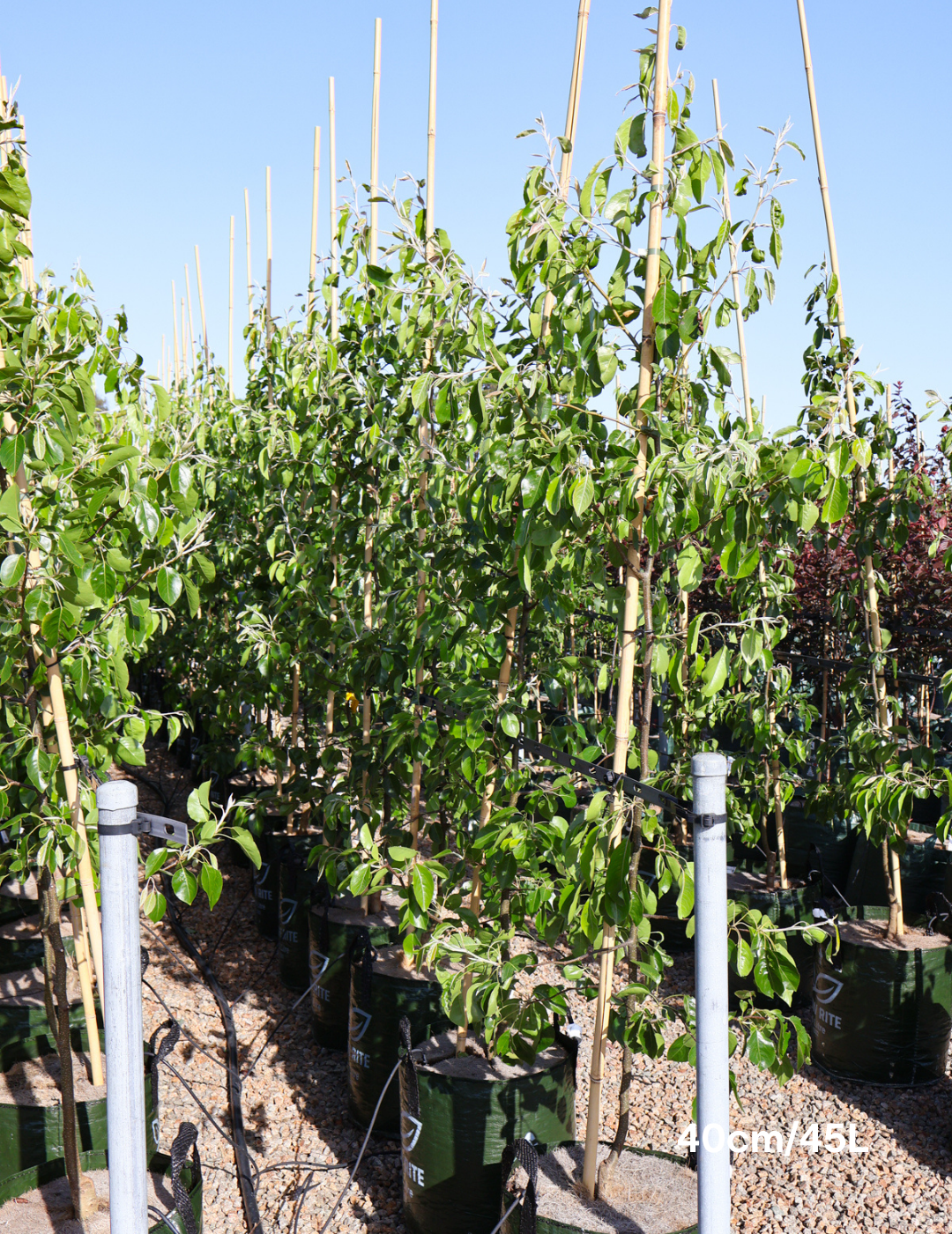 Pyrus betulaefolia x 'Edgedell' Edgewood - Evergreen Trees Direct