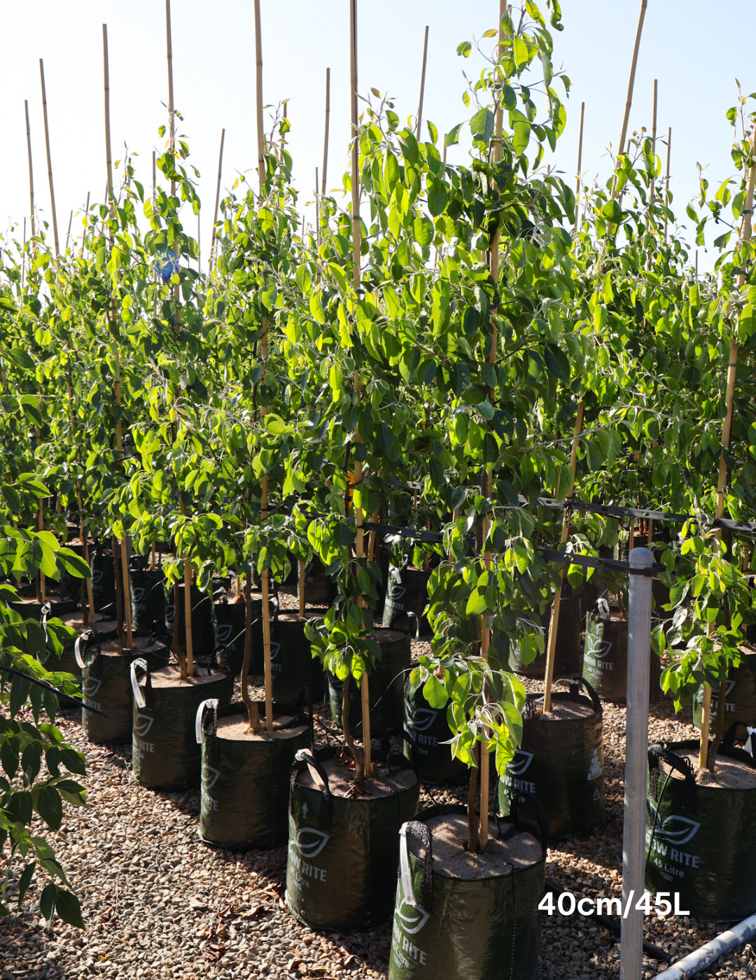 Pyrus betulaefolia x 'Edgedell' Edgewood - Evergreen Trees Direct