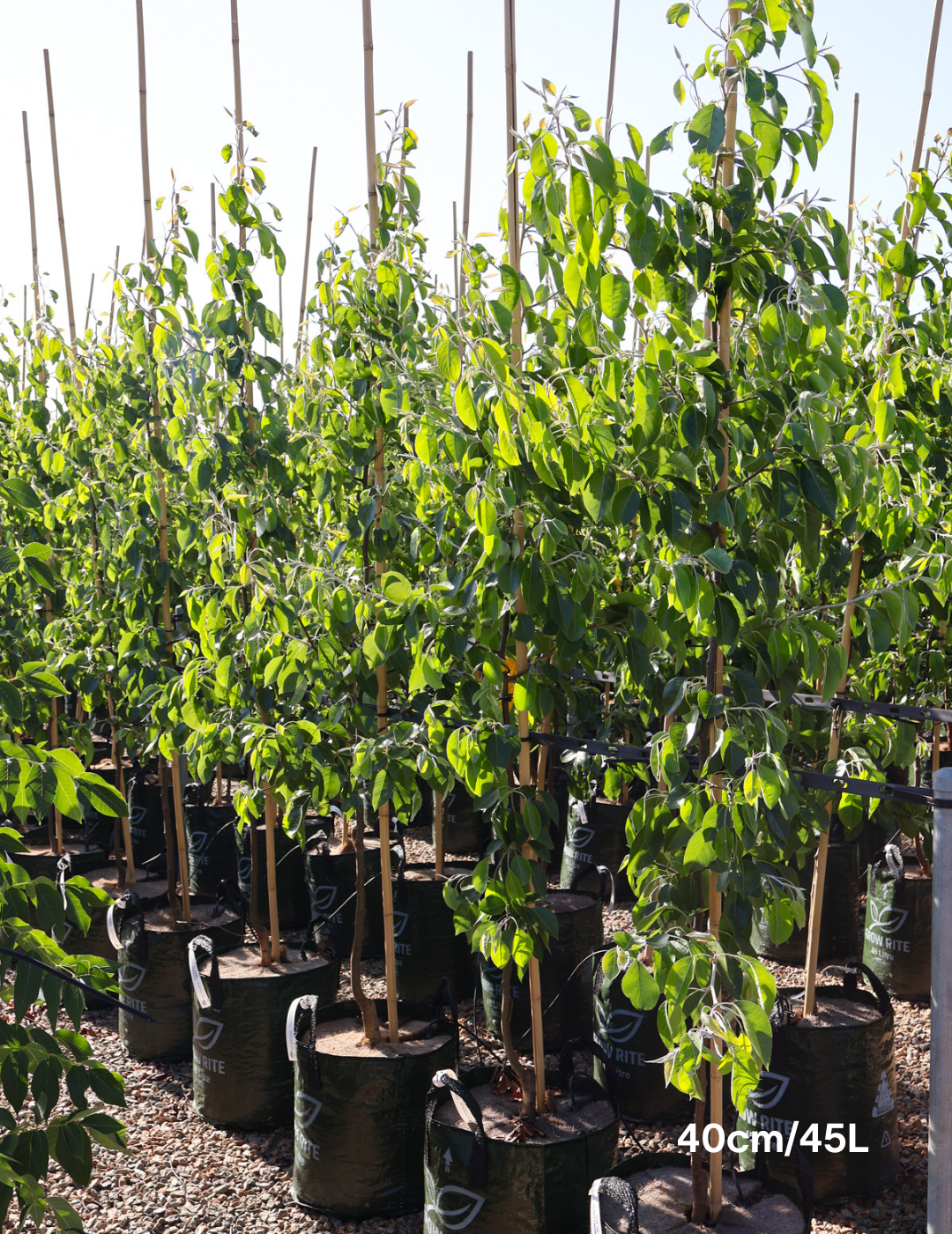 Pyrus betulaefolia x 'Edgedell' Edgewood - Evergreen Trees Direct