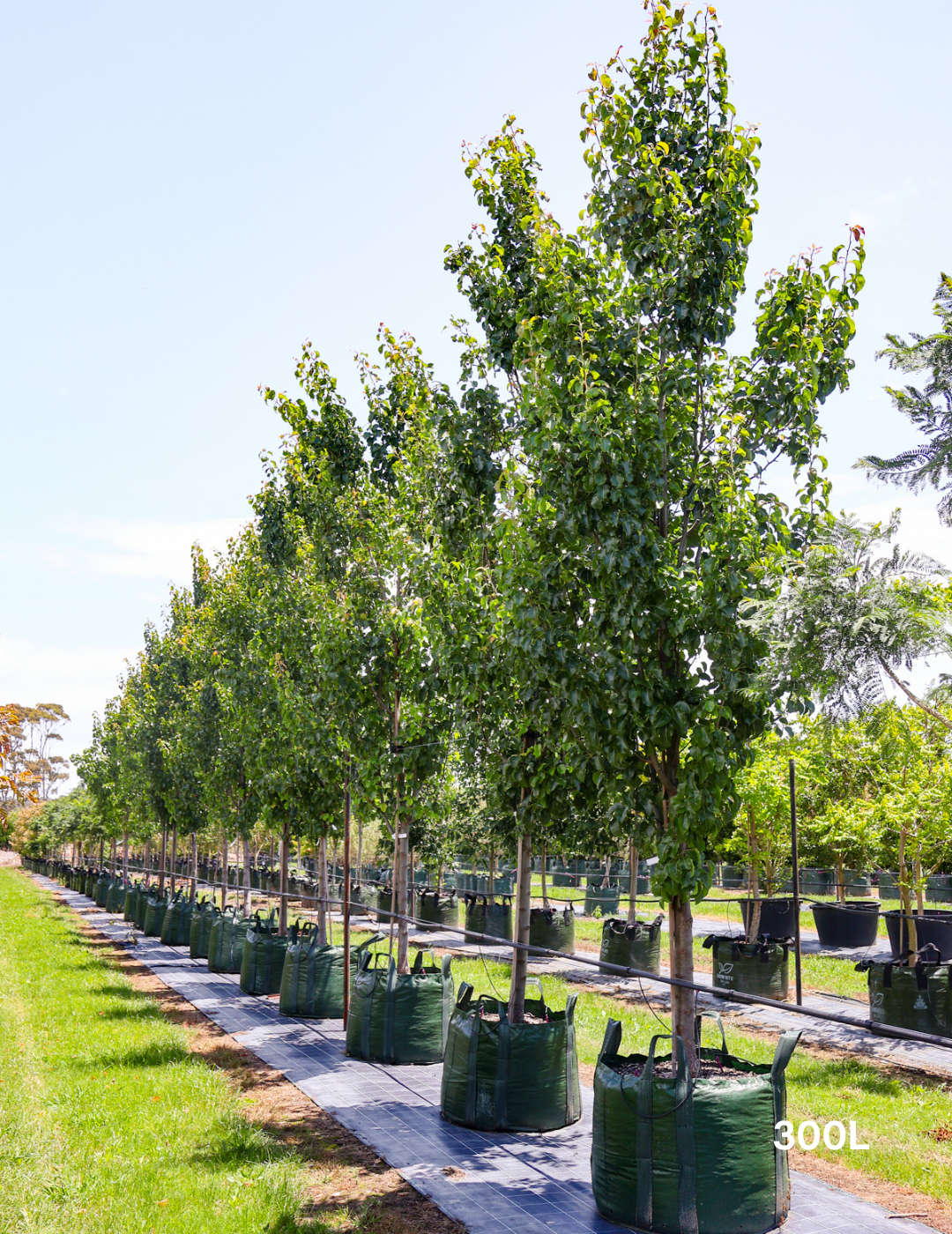 Pyrus calleryana 'Cleveland Select' - Evergreen Trees Direct