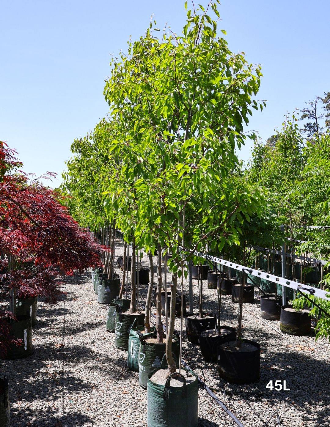 Pyrus calleryana 'Aristocrat' - Evergreen Trees Direct