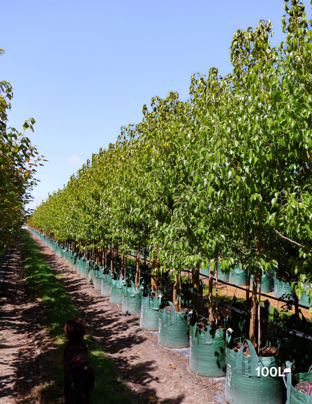 Pyrus nivalis - Evergreen Trees Direct