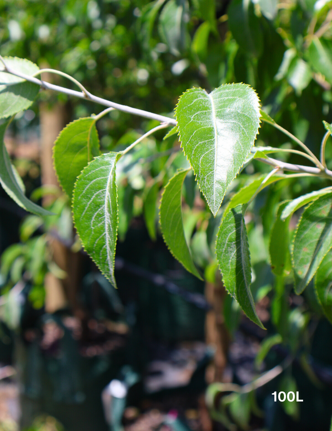 Pyrus nivalis - Evergreen Trees Direct