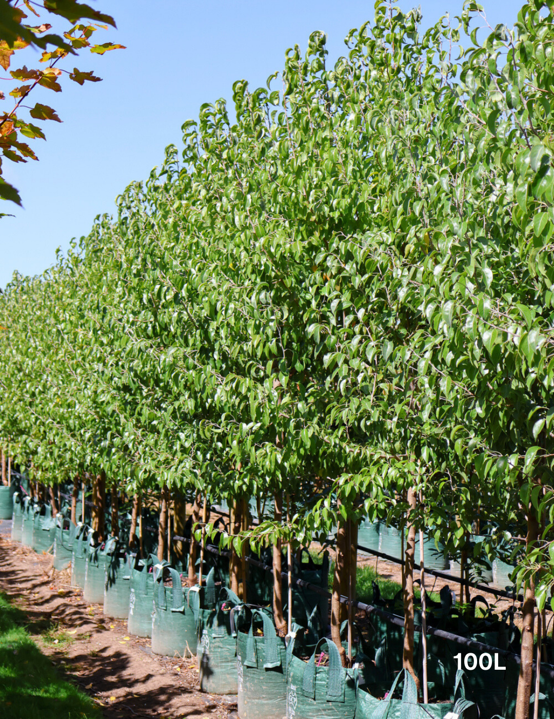 Pyrus nivalis - Evergreen Trees Direct