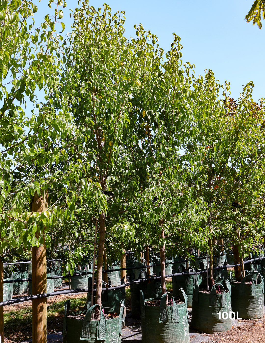 Pyrus nivalis - Evergreen Trees Direct