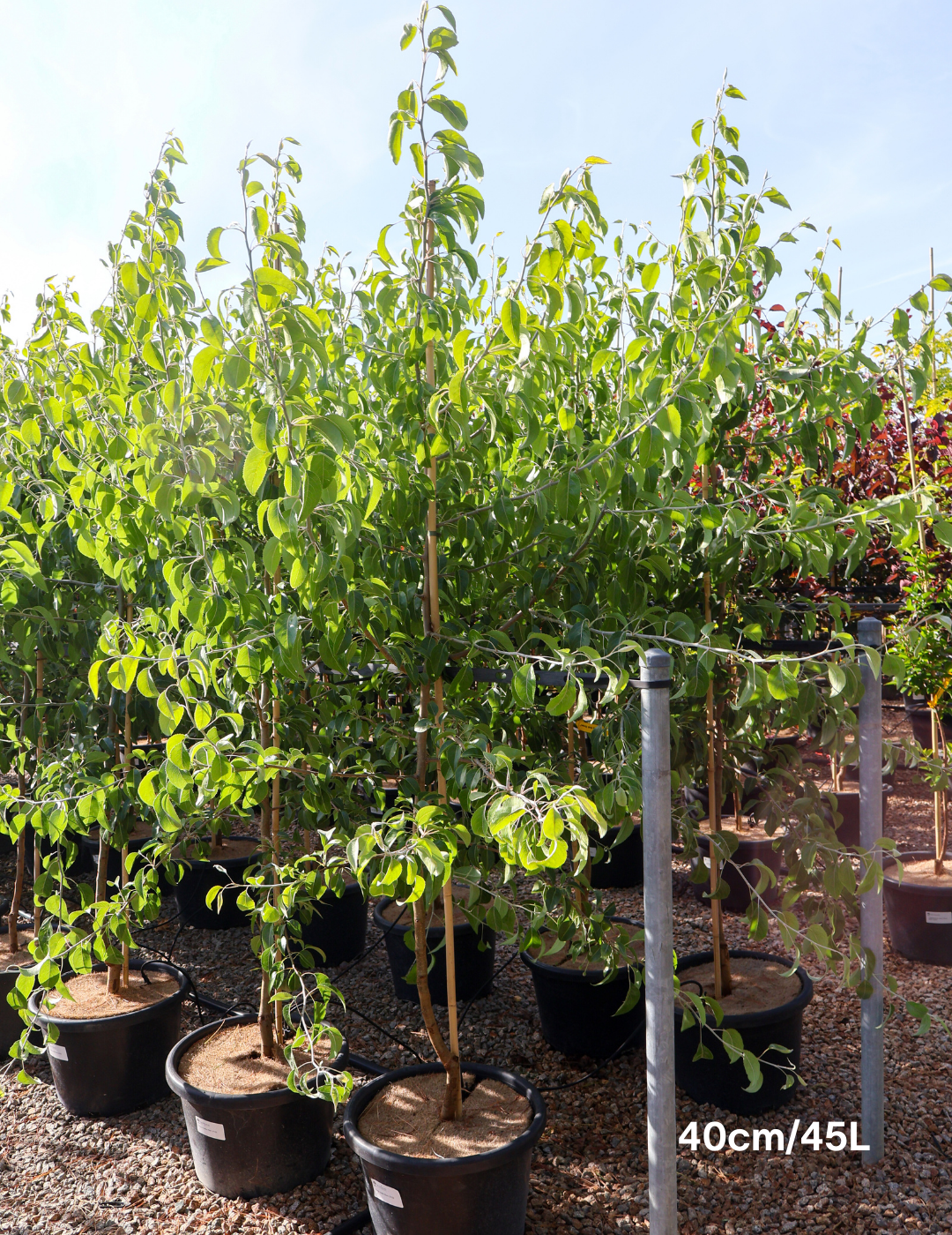 Pyrus nivalis - Evergreen Trees Direct