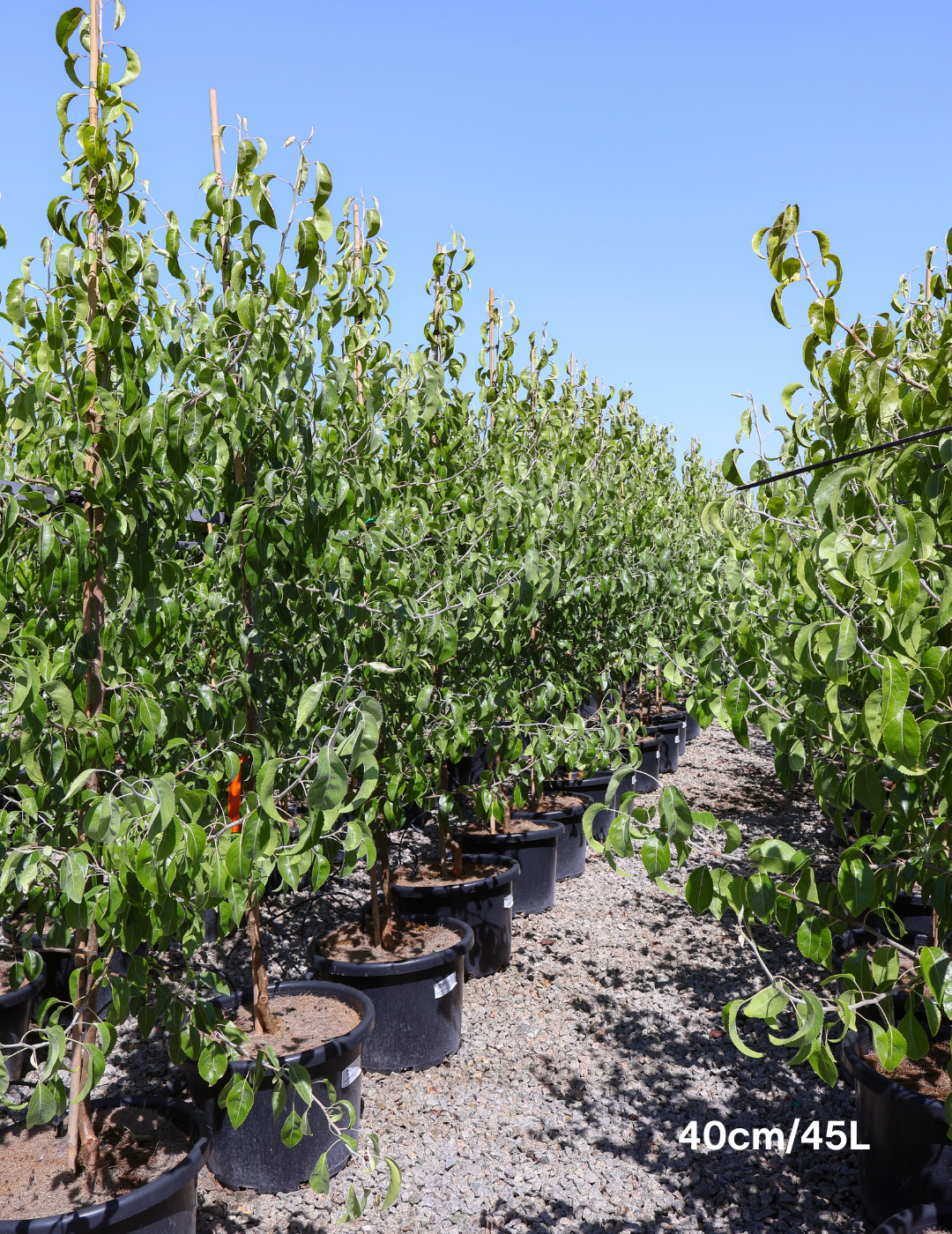 Pyrus nivalis - Evergreen Trees Direct