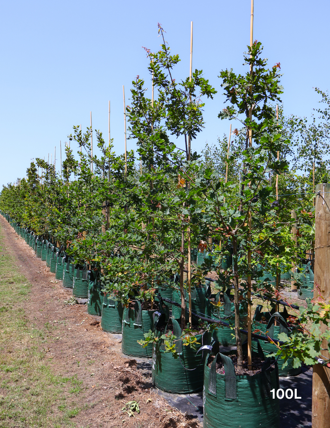 Quercus robur 'Fastigiata' - Evergreen Trees Direct