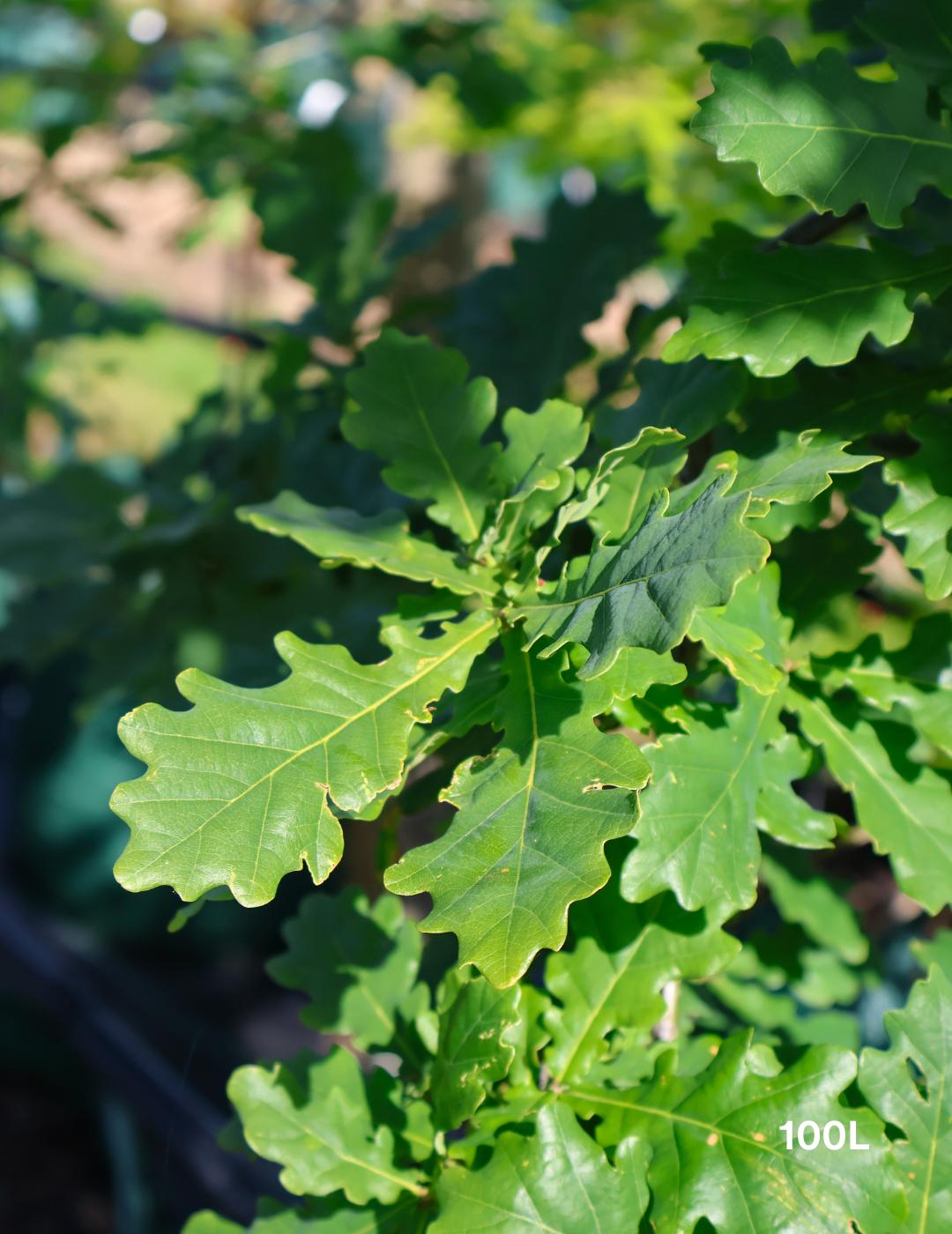 Quercus robur 'Fastigiata' - Evergreen Trees Direct