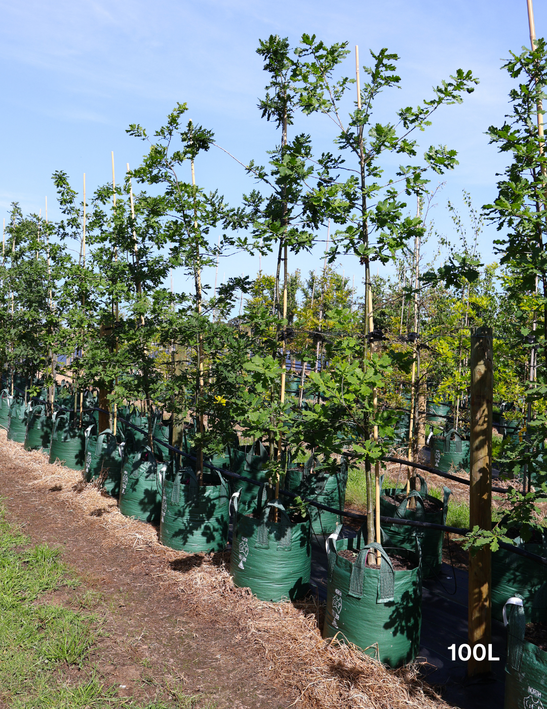 Quercus robur 'Fastigiata' - Evergreen Trees Direct