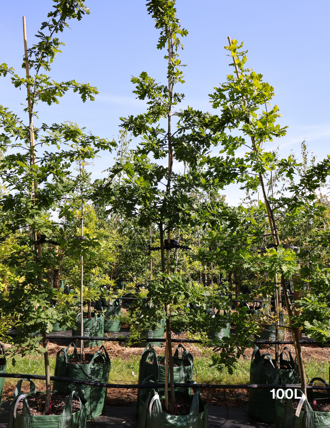 Quercus robur 'Fastigiata' - Evergreen Trees Direct