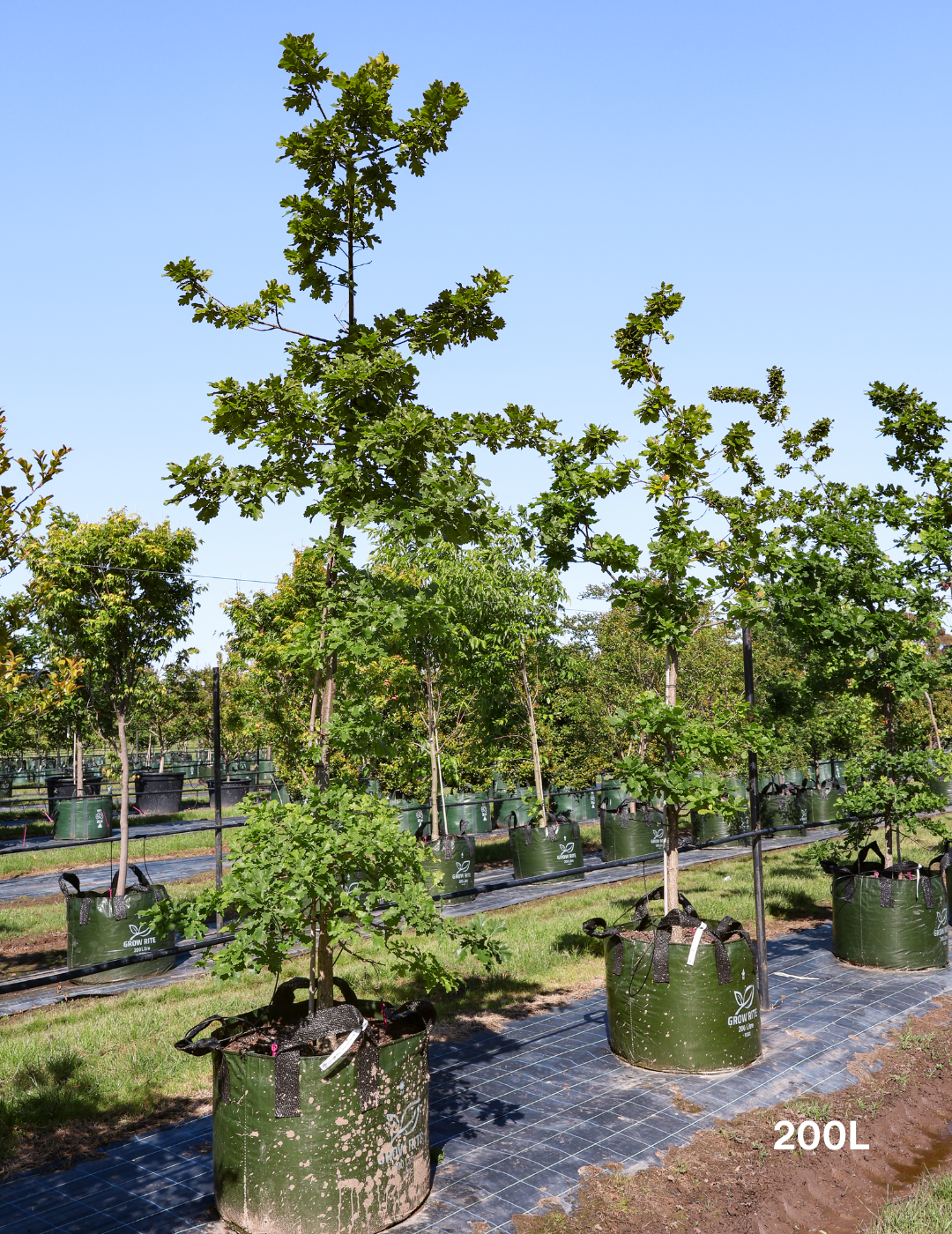 Quercus robur 'Fastigiata' - Evergreen Trees Direct