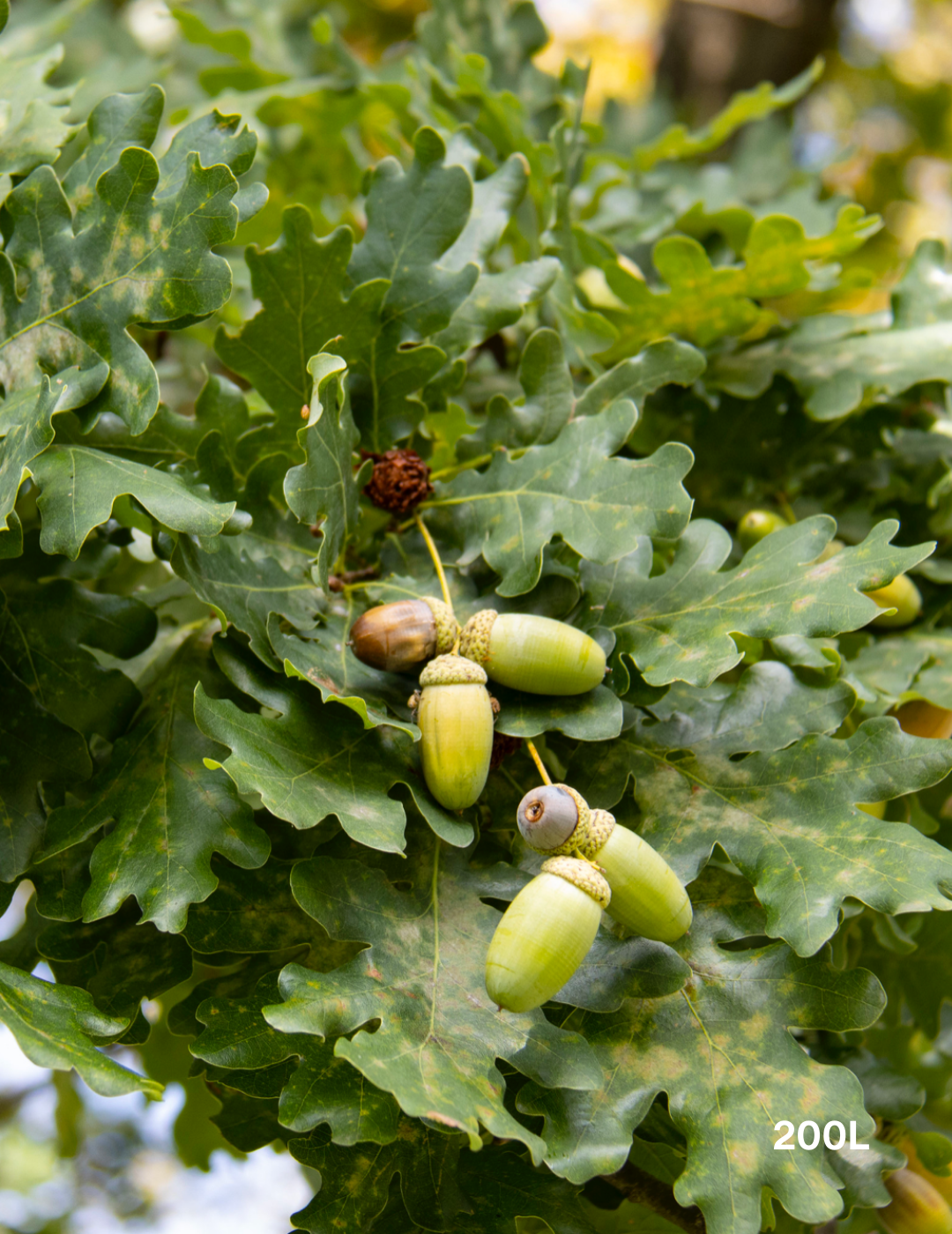 Quercus robur 'Fastigiata'