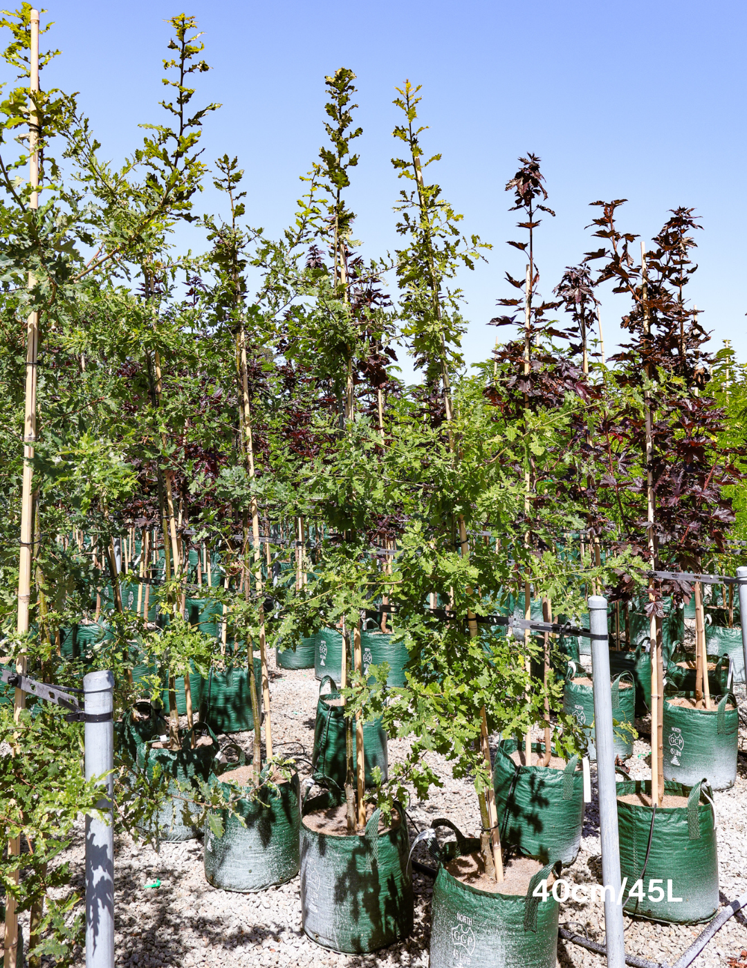 Quercus robur 'Fastigiata' - Evergreen Trees Direct