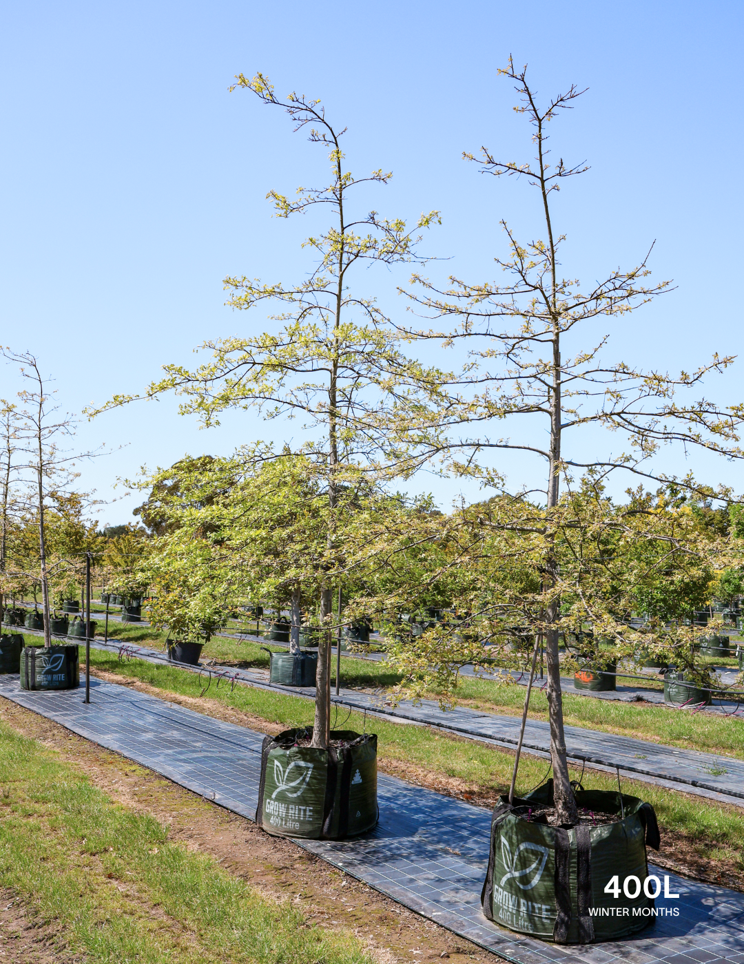 Quercus palustris - Pin Oak - Evergreen Trees Direct