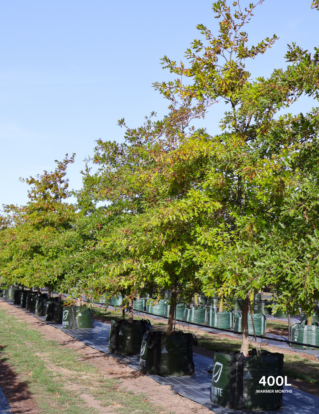 Quercus palustris - Pin Oak - Evergreen Trees Direct