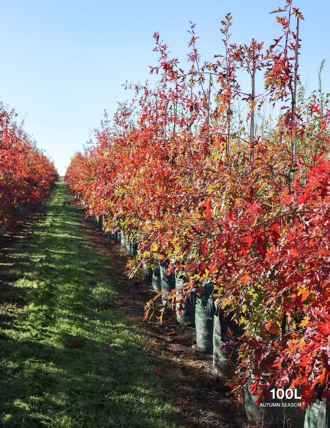 Quercus palustris - Pin Oak - Evergreen Trees Direct