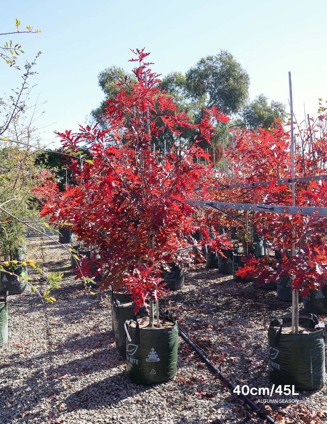 Quercus palustris - Pin Oak - Evergreen Trees Direct