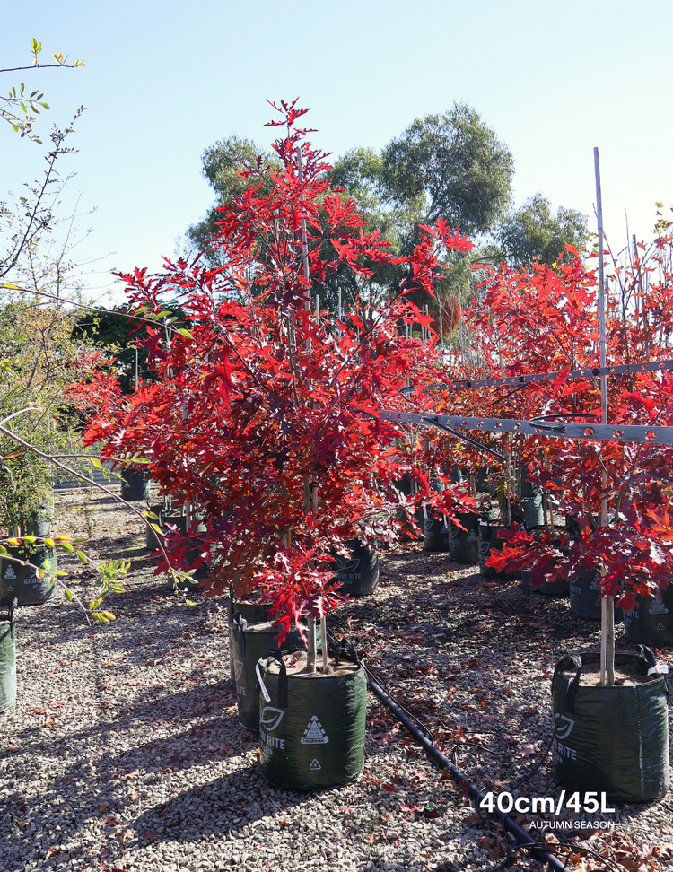 Quercus palustris - Pin Oak