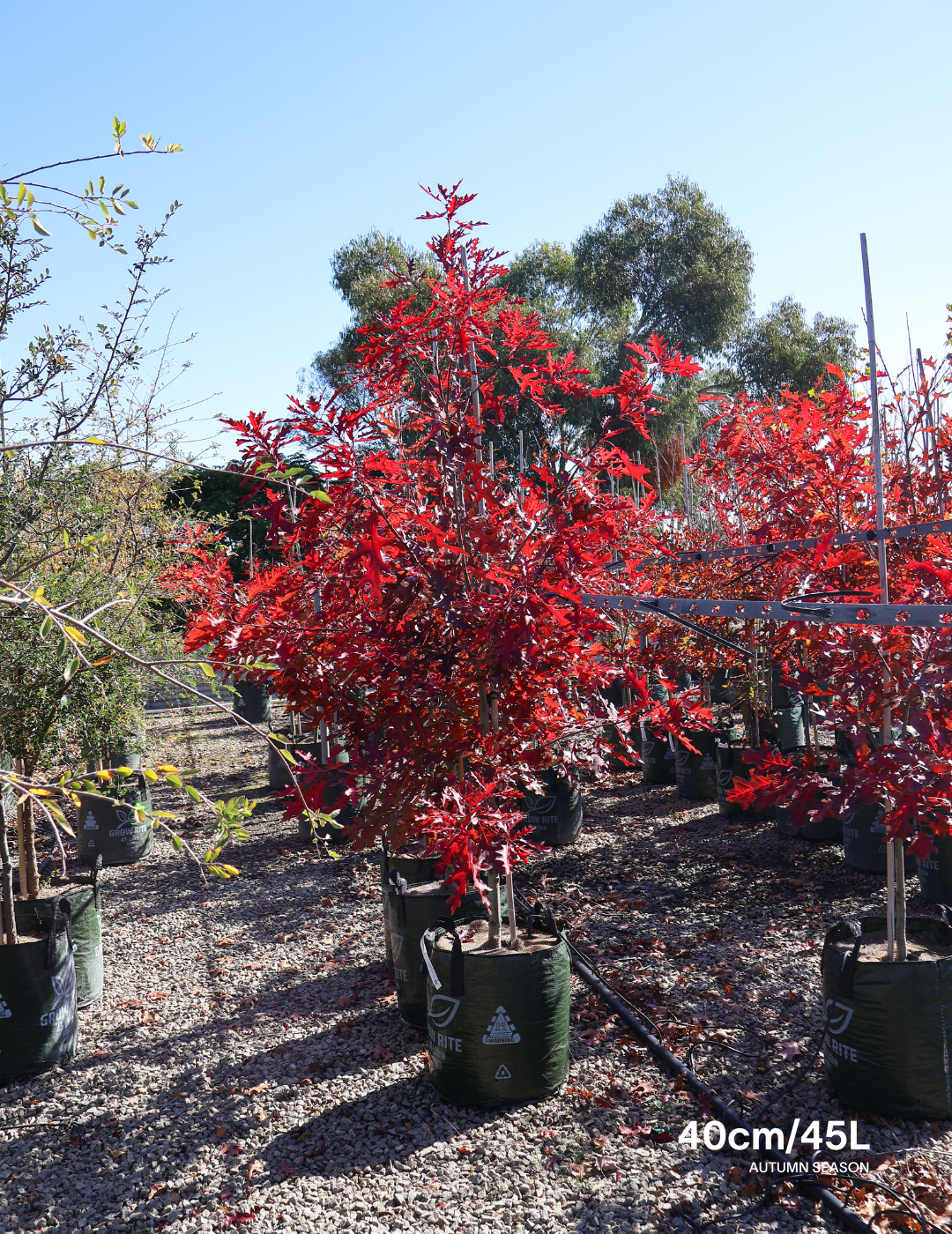 Quercus palustris - Pin Oak - Evergreen Trees Direct