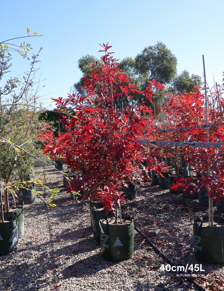 Quercus palustris - Pin Oak