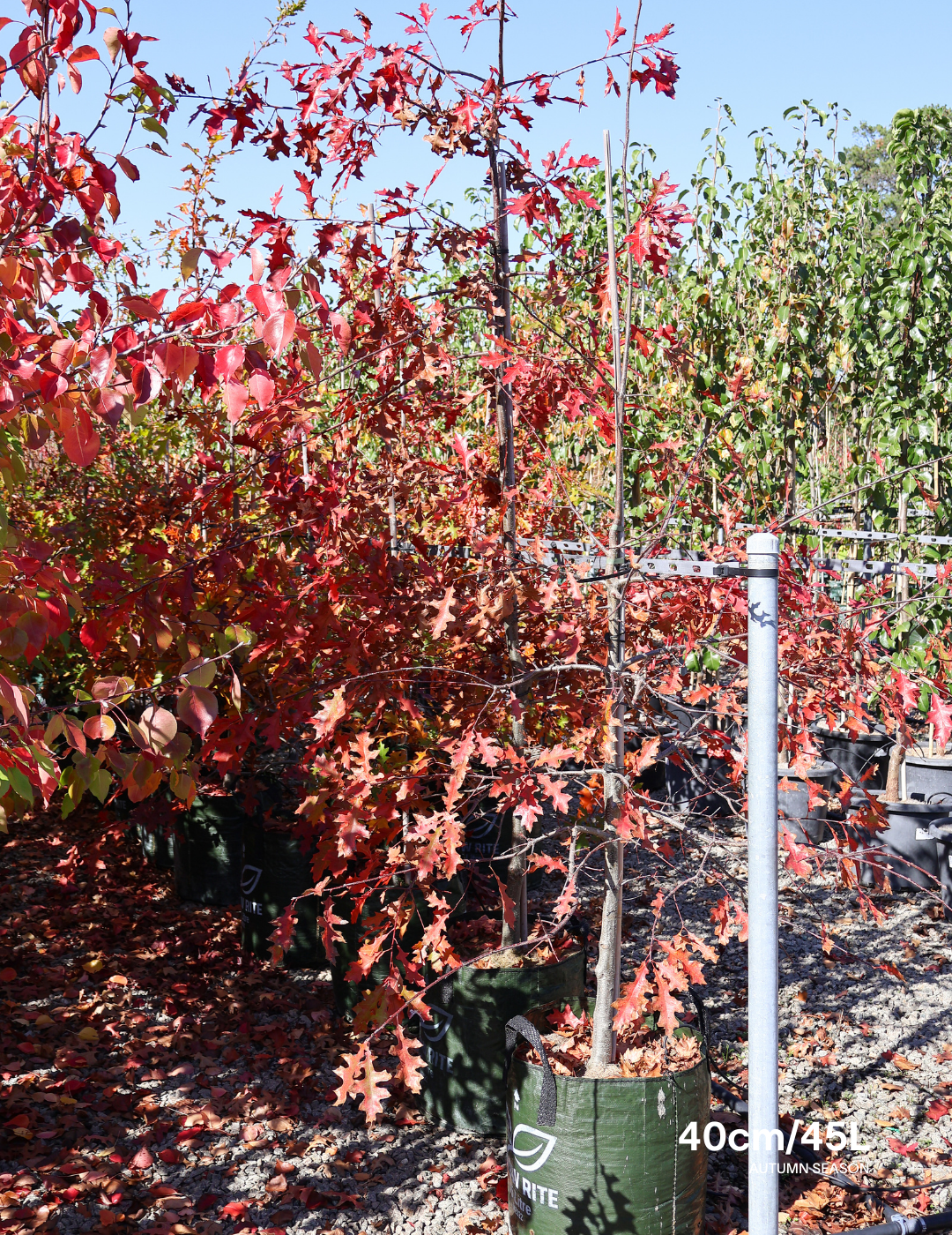 Quercus palustris - Pin Oak - Evergreen Trees Direct