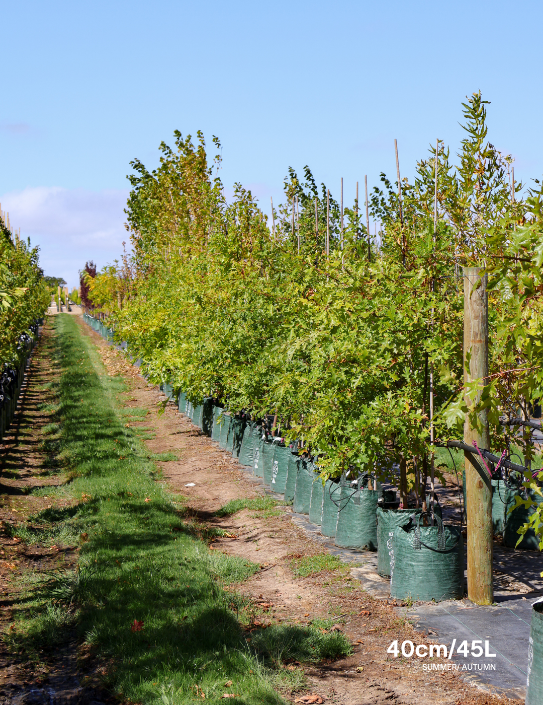 Quercus palustris - Pin Oak - Evergreen Trees Direct