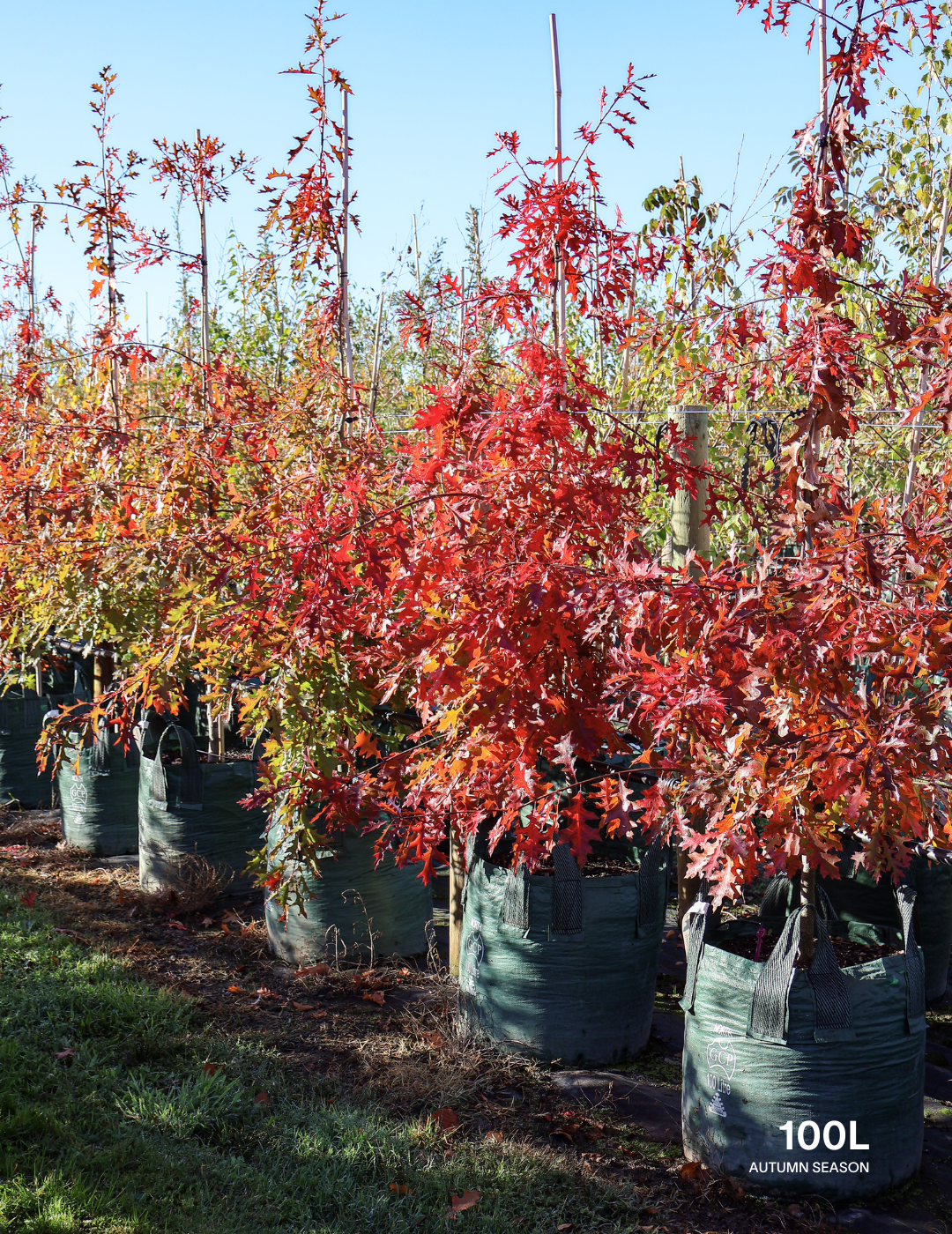 Quercus palustris - Pin Oak - Evergreen Trees Direct