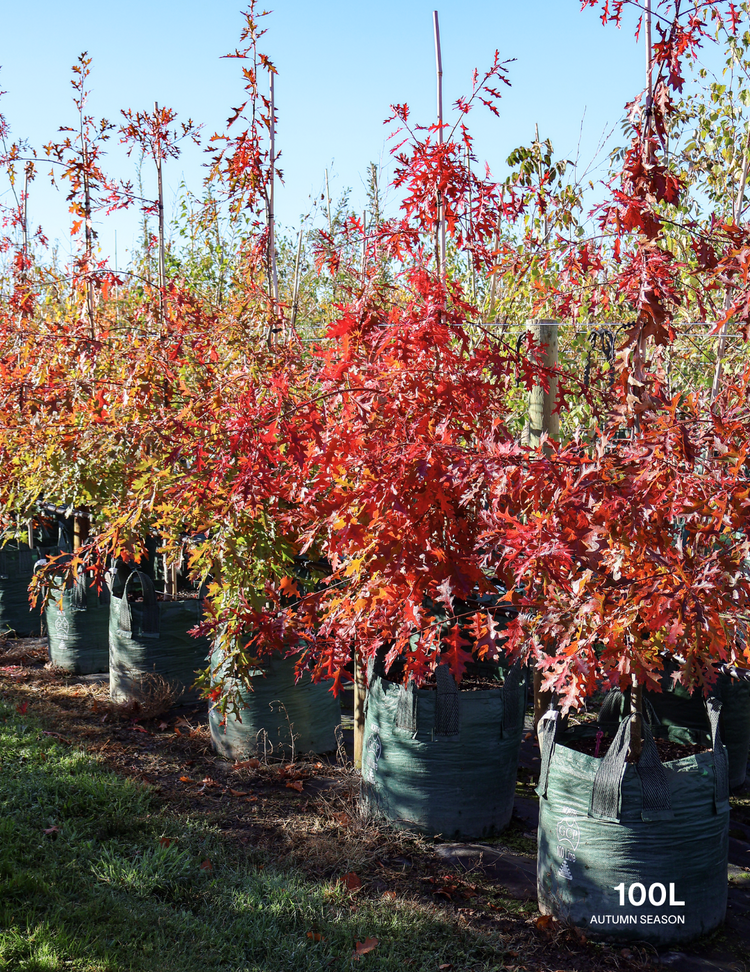 Quercus palustris - Pin Oak