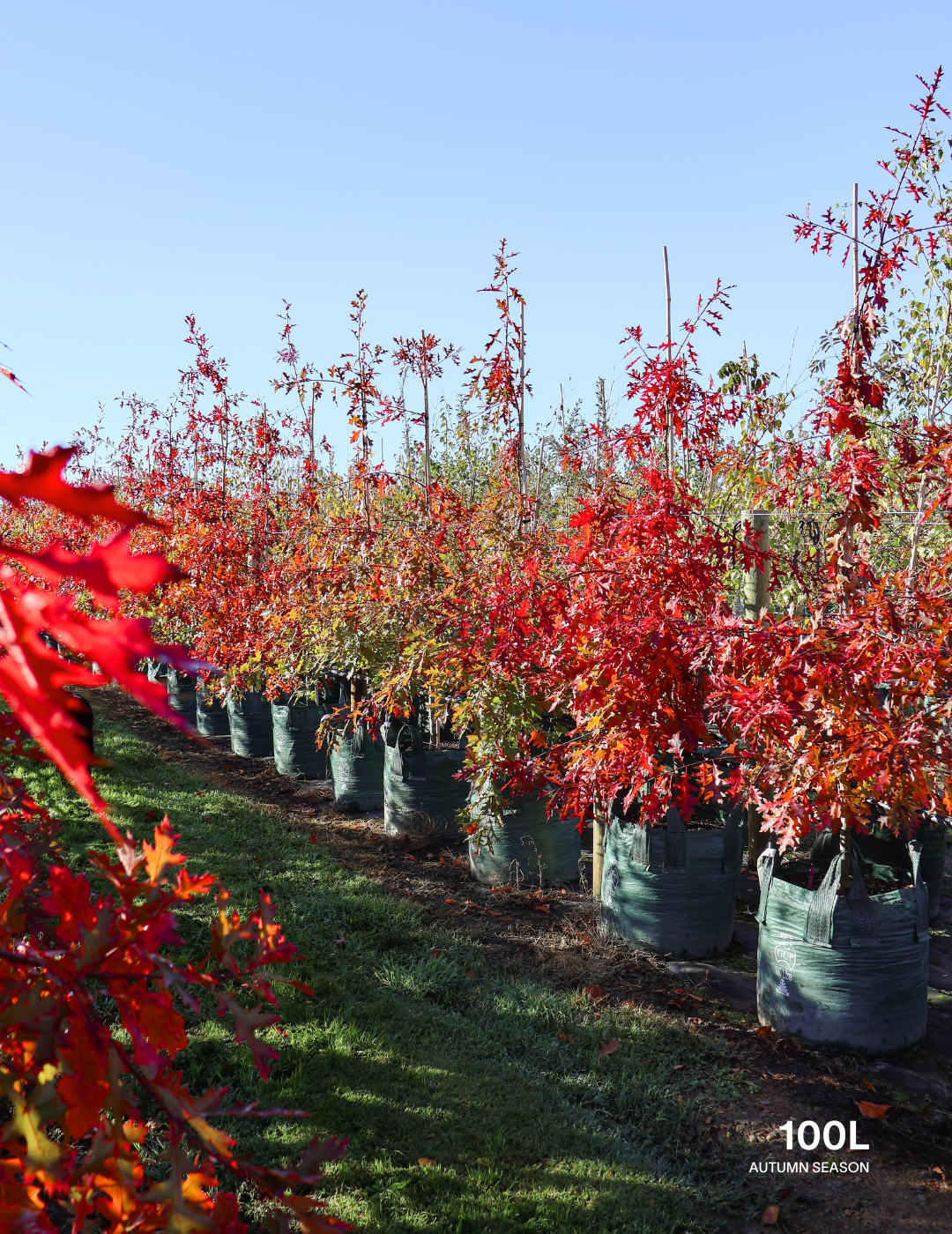 Quercus palustris - Pin Oak - Evergreen Trees Direct