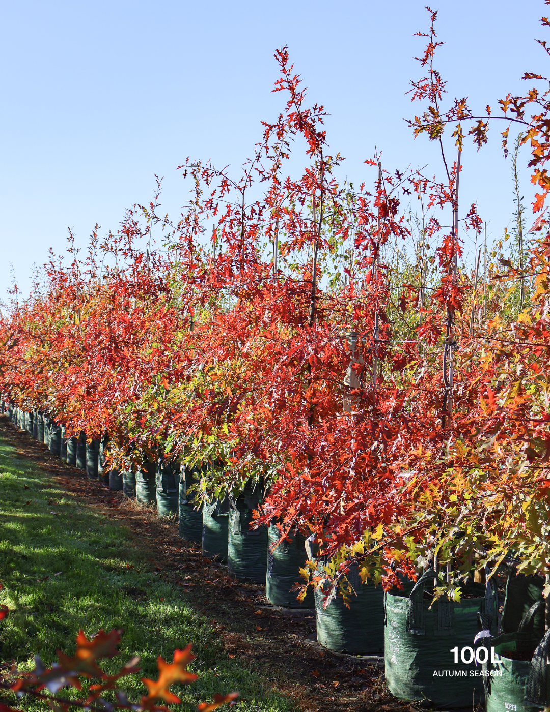 Quercus palustris - Pin Oak - Evergreen Trees Direct