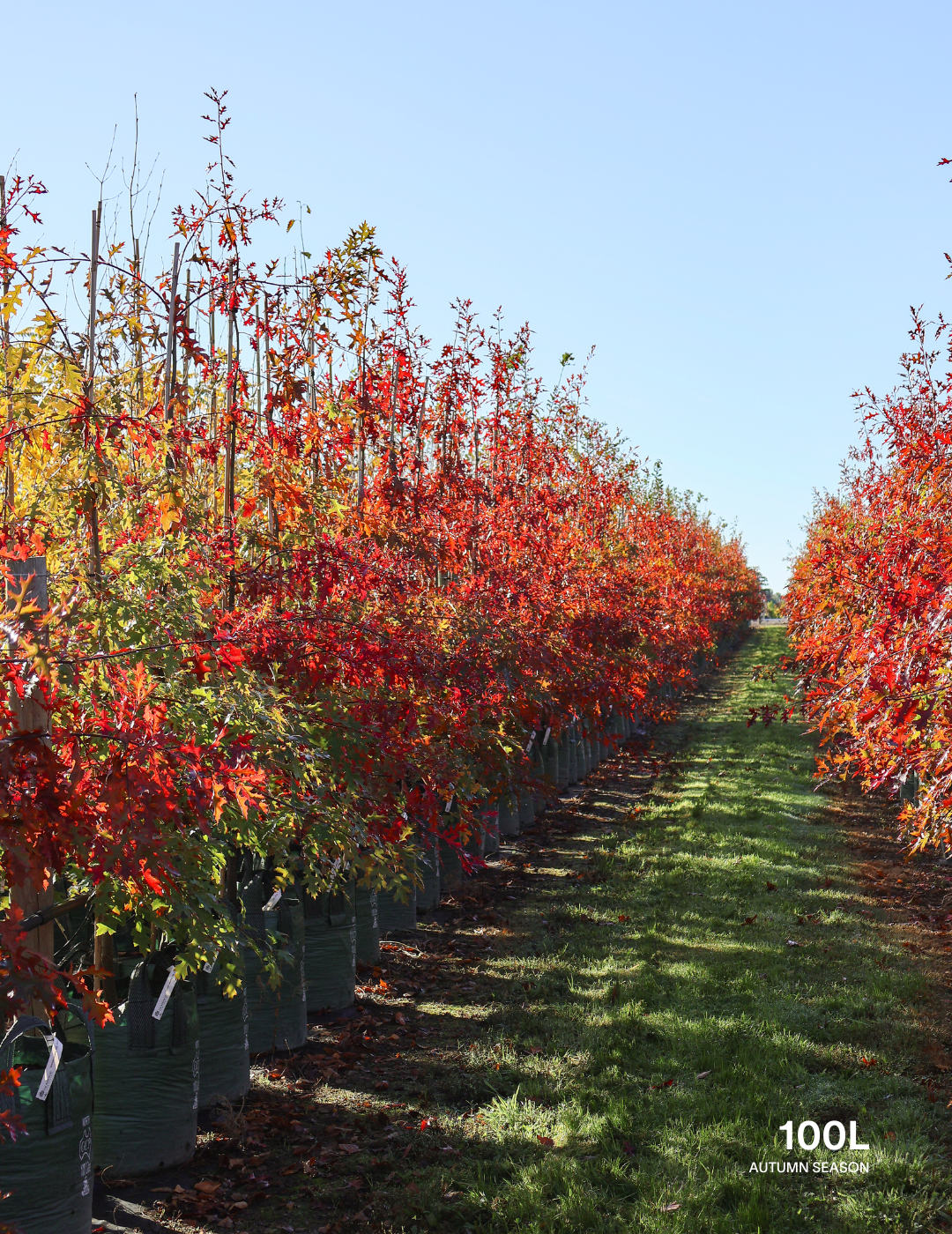 Quercus palustris - Pin Oak - Evergreen Trees Direct