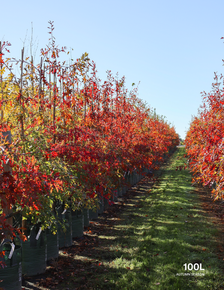 Quercus palustris - Pin Oak