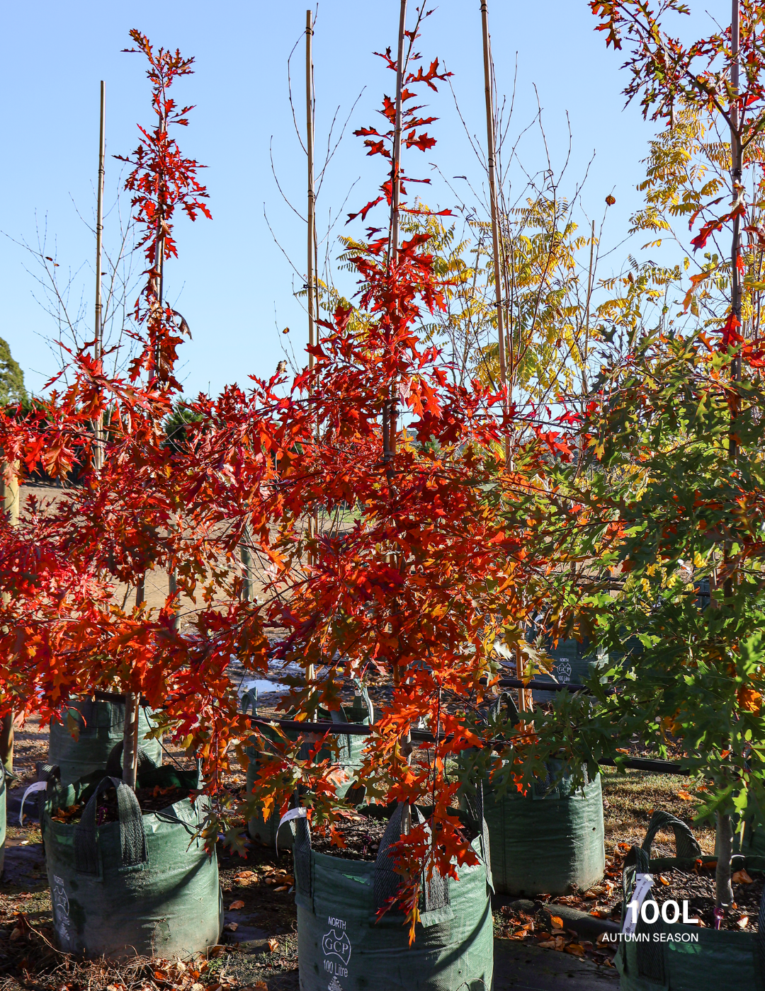 Quercus palustris - Pin Oak - Evergreen Trees Direct