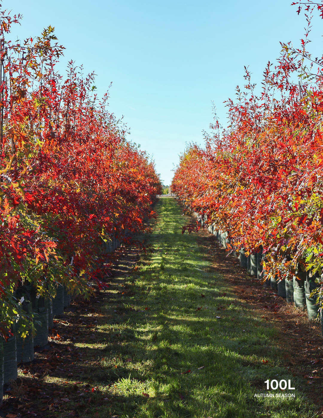 Quercus palustris - Pin Oak - Evergreen Trees Direct