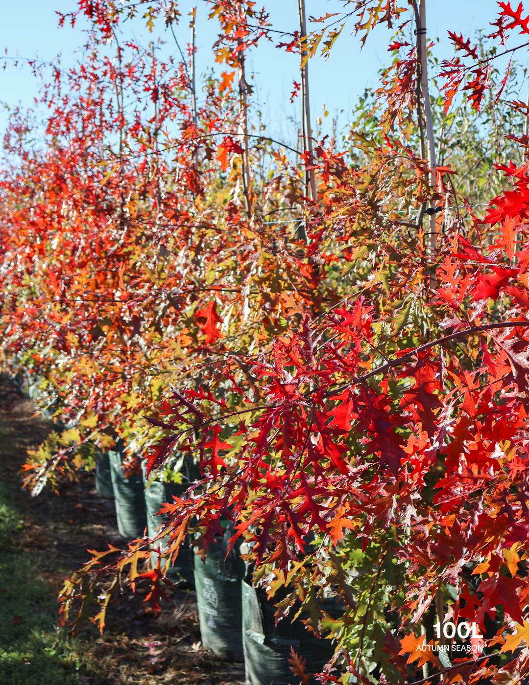 Quercus palustris - Pin Oak - Evergreen Trees Direct