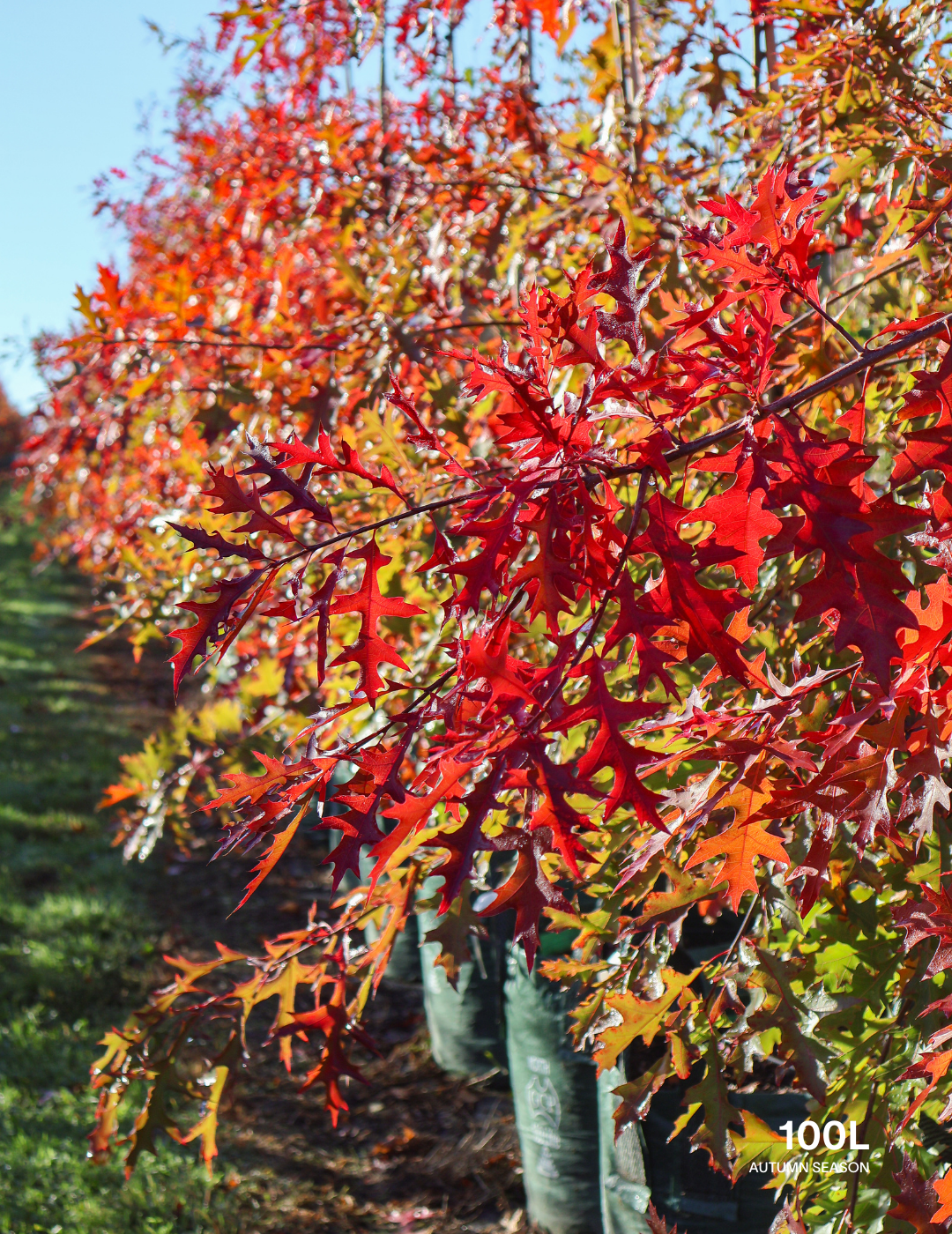 Quercus palustris - Pin Oak - Evergreen Trees Direct