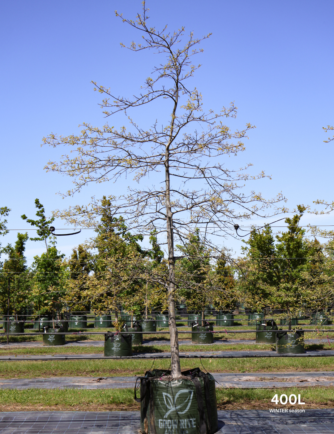 Quercus palustris - Pin Oak - Evergreen Trees Direct