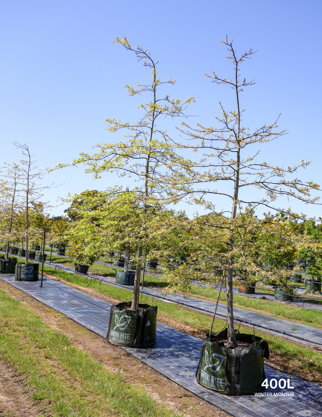 Quercus palustris - Pin Oak - Evergreen Trees Direct