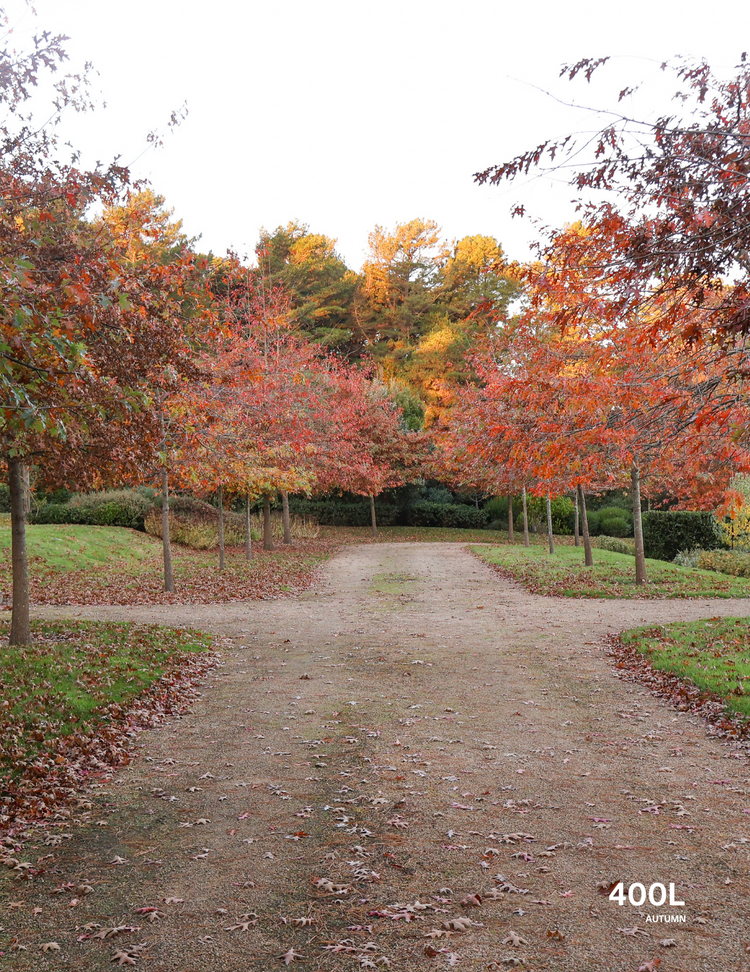 Quercus palustris - Pin Oak