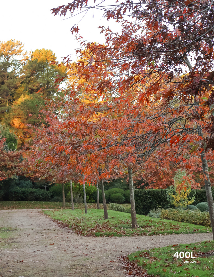 Quercus palustris - Pin Oak