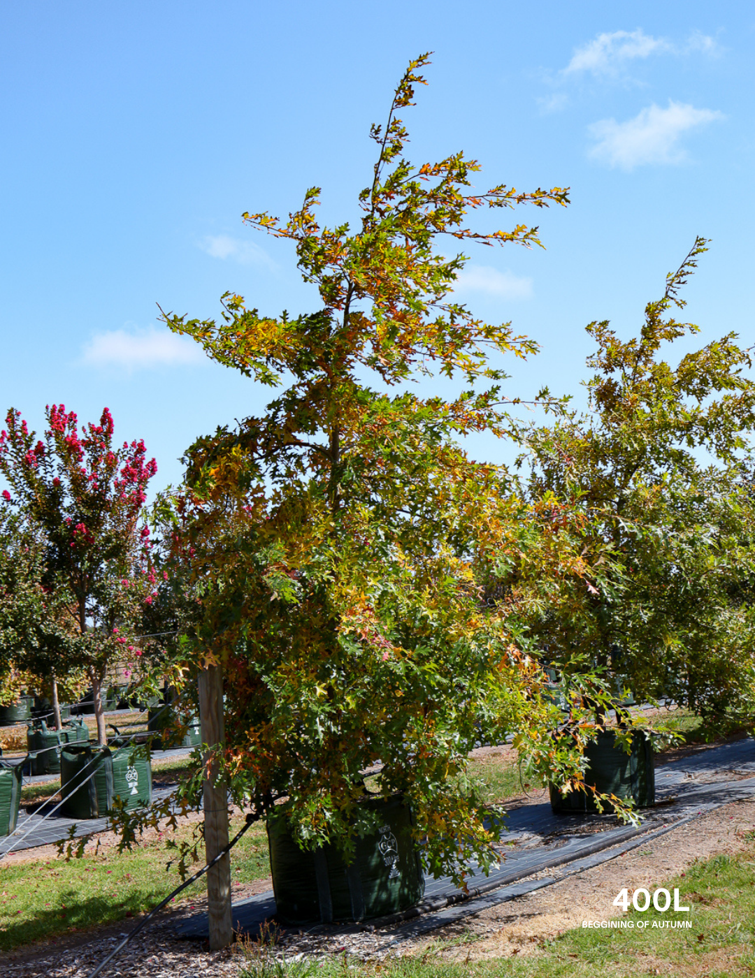 Quercus palustris - Pin Oak - Evergreen Trees Direct