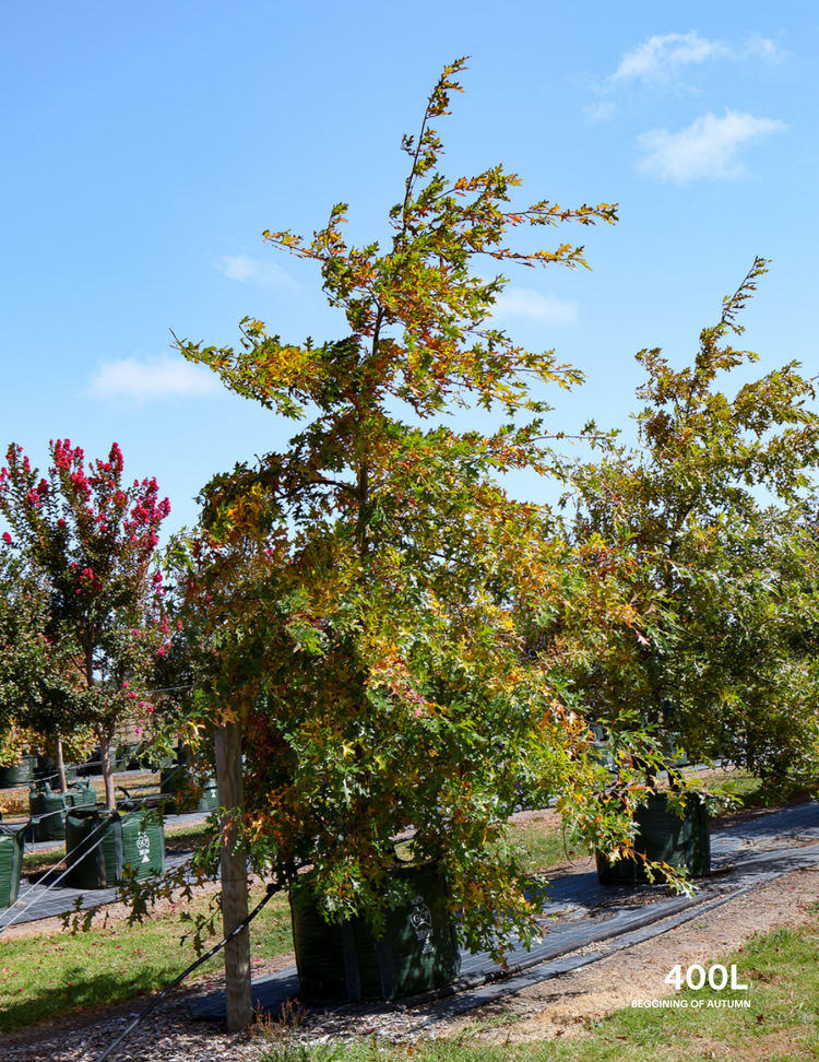 Quercus palustris - Pin Oak