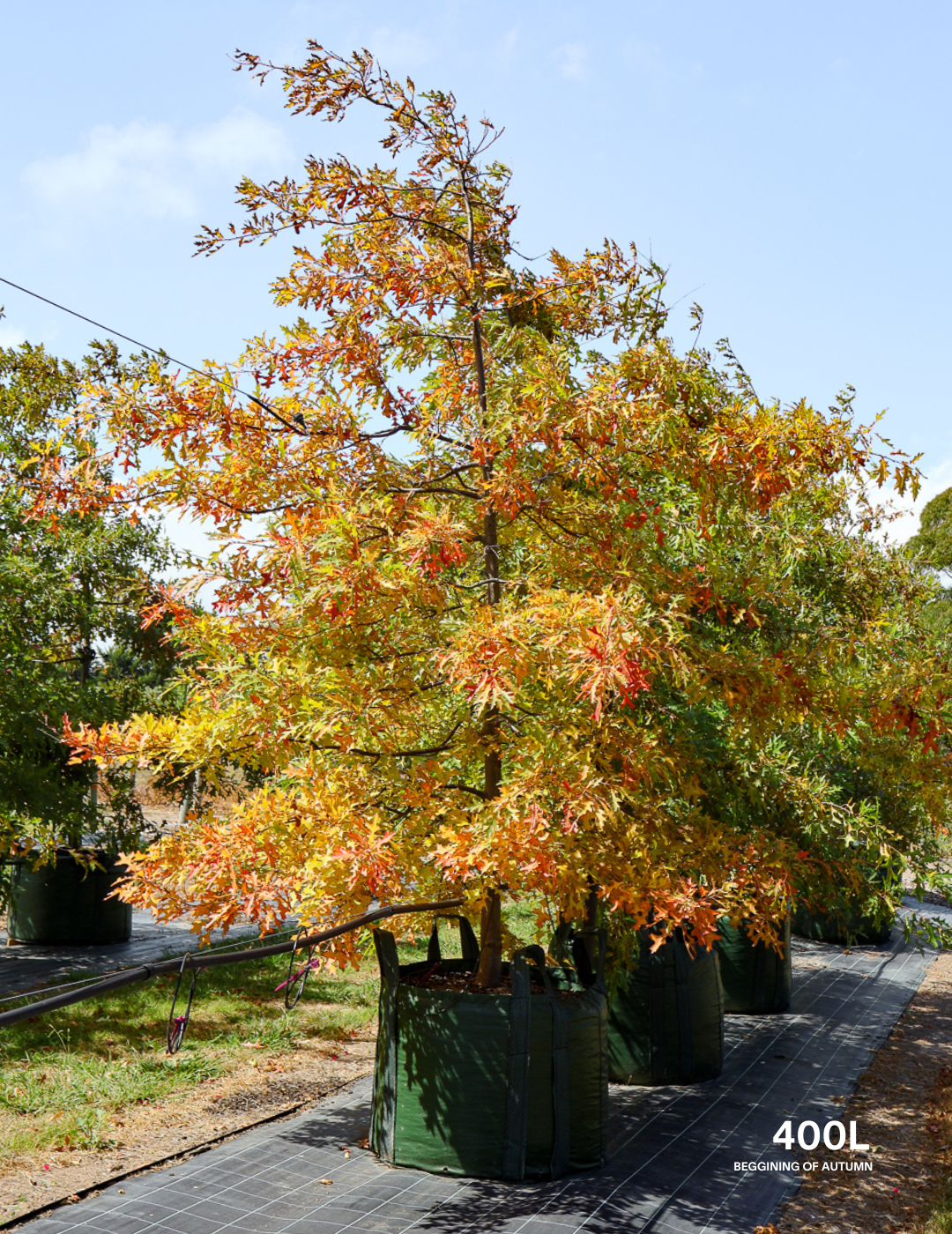 Quercus palustris - Pin Oak - Evergreen Trees Direct