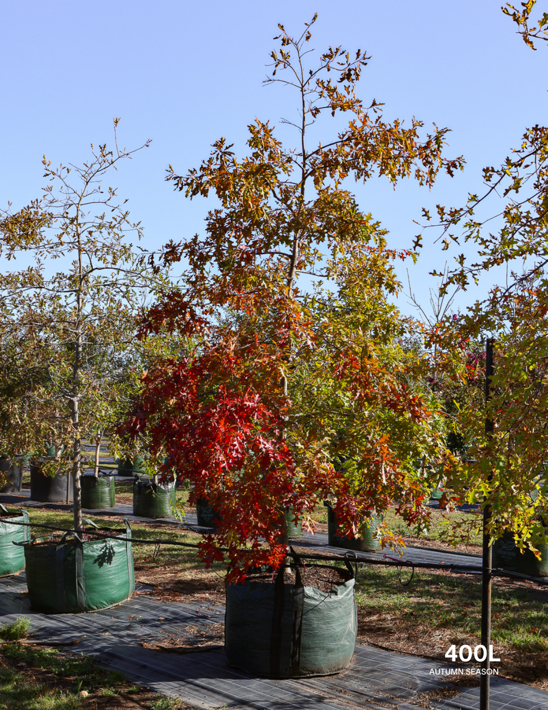 Quercus palustris - Pin Oak - Evergreen Trees Direct