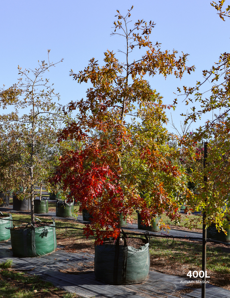 Quercus palustris - Pin Oak